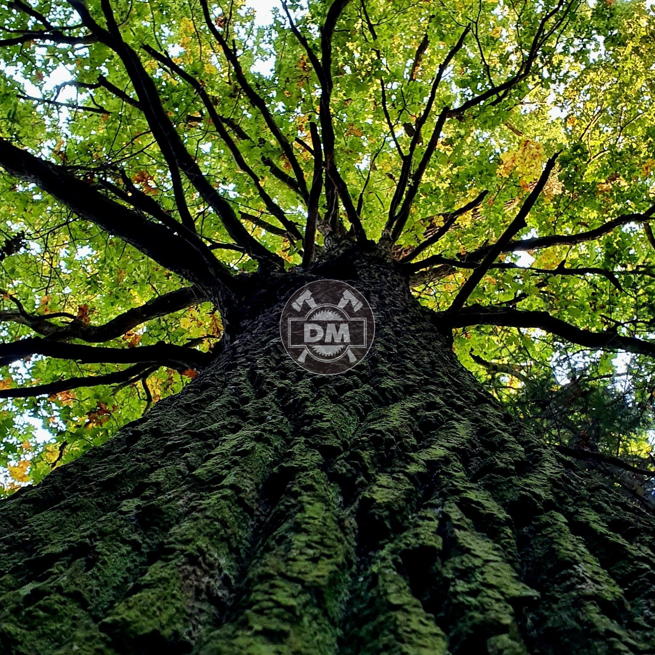 Služby pro lesnictví a poradenství